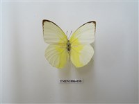 藏品(遷粉蝶)的圖片